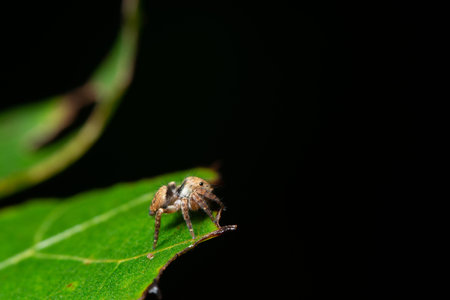 Macro spider in natureの写真素材