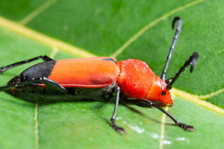 Macro insect Red Cerambycidaeの写真素材