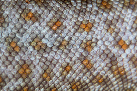 Macro skin geckoの写真素材