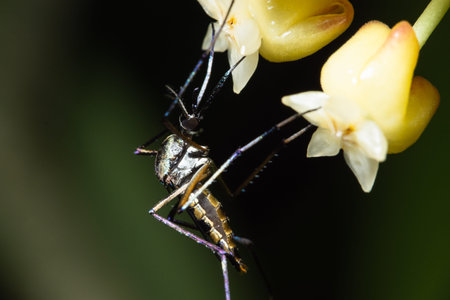 Macro Mosquito in Nature