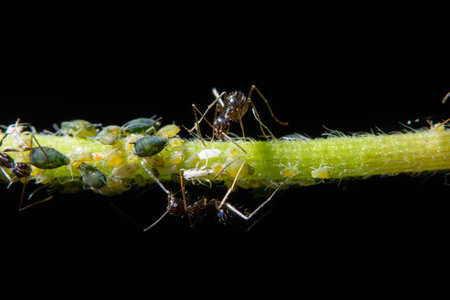 Macro aphids with antsの写真素材