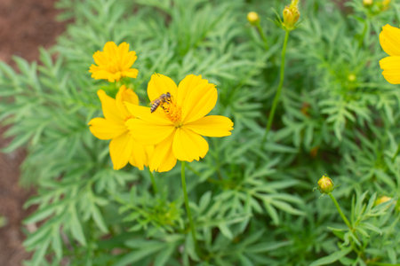 Take near the yellow flowers.