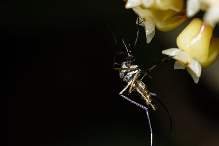 Macro Mosquito in Natureの写真素材