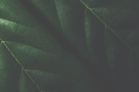 Background patterned leaves