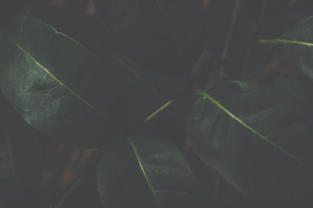 Background patterned leaves
