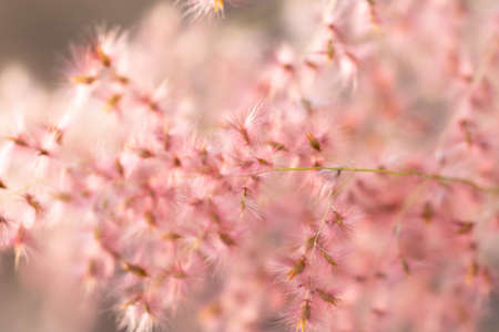 Natural background from grass flowersの写真素材