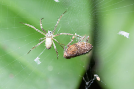 Macro spiders are laying eggs