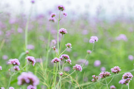 Flower field backgroundの写真素材