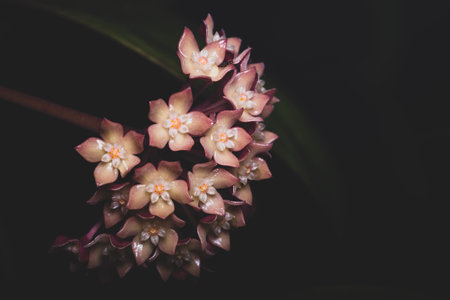 Pink hoya flower macro