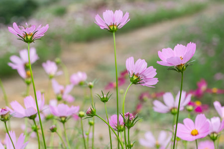Flower field background