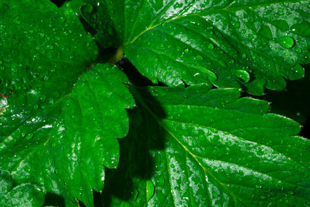 Nature background leaves