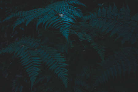 Dark leaf backgroundの写真素材