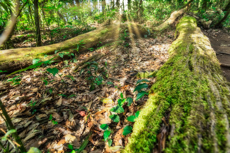 nature and forest