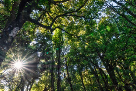 nature and forestの写真素材