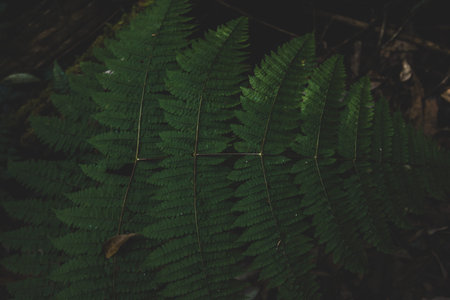 Nature background leaves