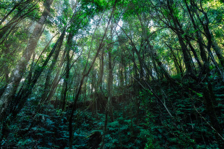 nature and forest
