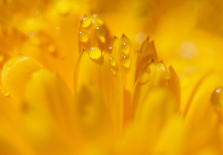 Dianthus flower macro
