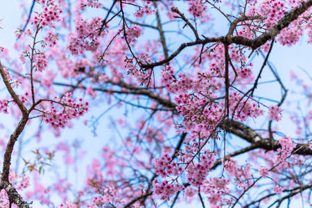 Macro Flower Prunus cerasoidesの写真素材