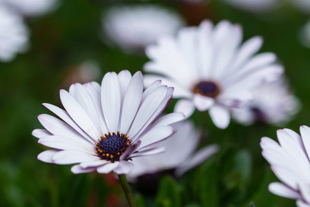 Dianthus flower macro