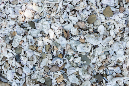 Seashell shells along the seashore