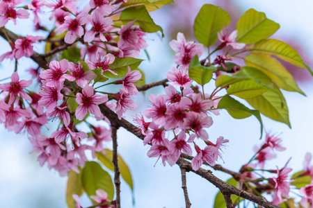 Macro Flower Prunus cerasoides