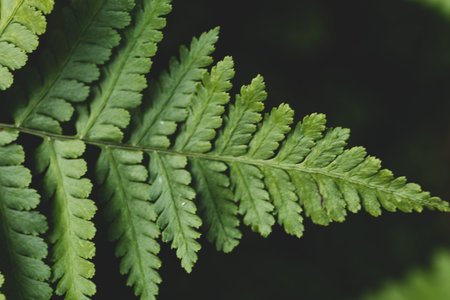Green leaf background