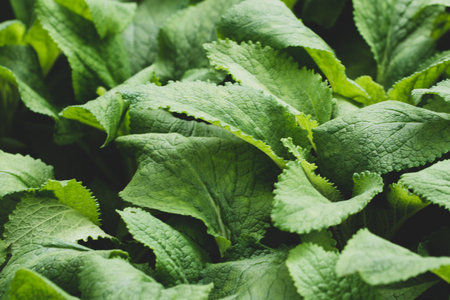 Green leaf background