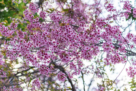 Macro Flower Prunus cerasoides