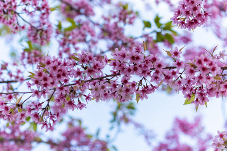 Macro Flower Prunus cerasoides
