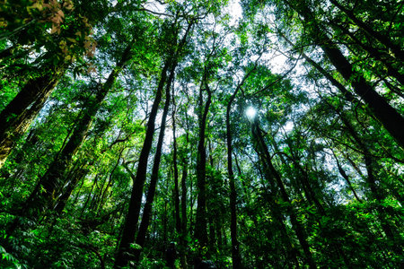 nature and forest