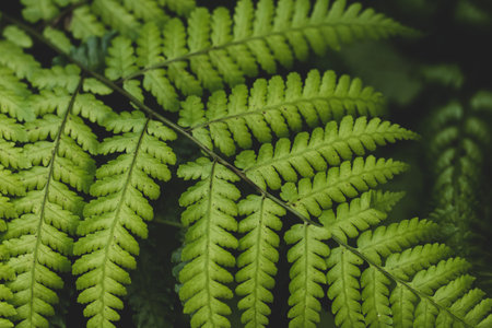 Green leaf background