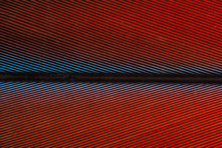 Macro colorful feather patternの写真素材
