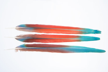Feather white background