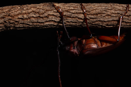 Chrysomeloidea Macro Black backgroundの写真素材