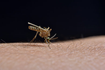 Macro mosquito bites on human skin
