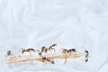 Macro prong ant