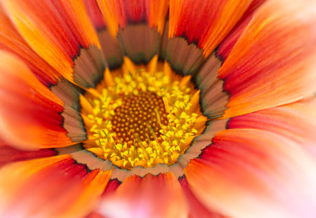 Colorful flower macroの写真素材