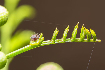 Macro ants on green leaves