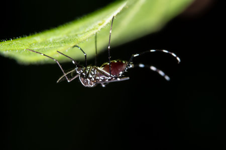 Macro, mosquito on the leaves