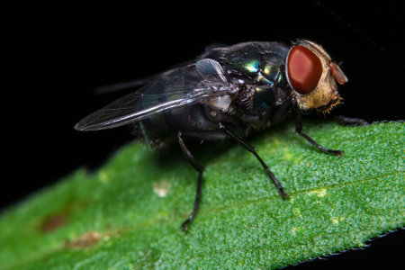 Macro flies on the leaves