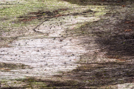 Old wooden board background