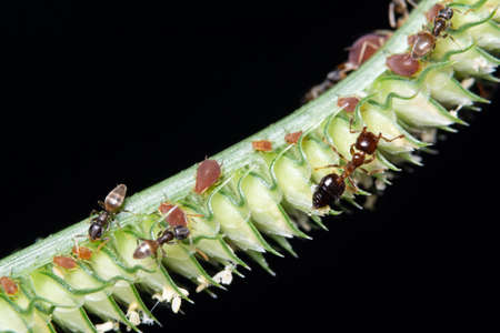 Macro shot of aphids on the leavesの写真素材