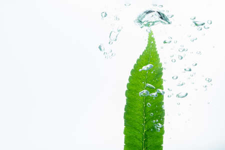 Leaves in the water with bubbles White backgroundの写真素材