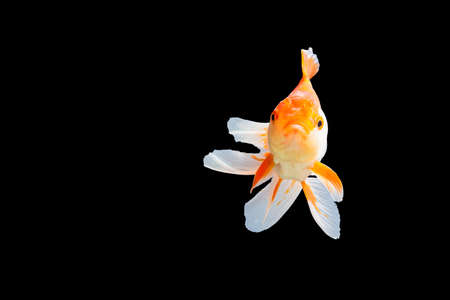 Goldfish oranda white with orange Black background sceneの写真素材