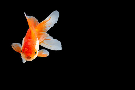 Goldfish oranda white with orange Black background sceneの写真素材
