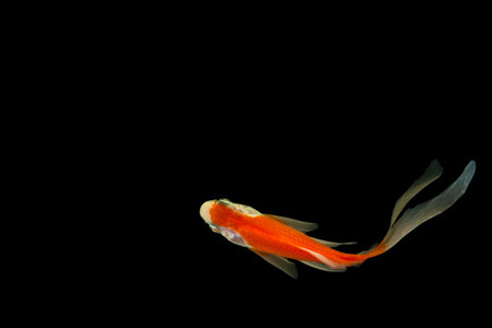 Comet species goldfish High angle shot  black background