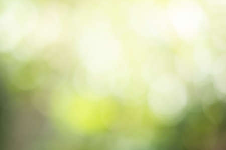Sunlight bokeh the green leaves of trees natural blurred bstract  backgroundの写真素材