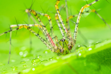 Green spider macro Long legs on a leaf Green scene