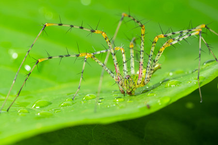 Green spider macro Long legs on a leaf Green scene