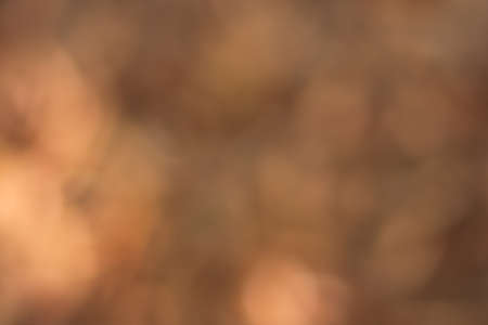 Sunlight bokeh the green leaves of trees natural blurred bstract  backgroundの写真素材